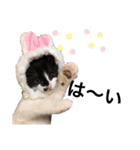 墨吹きねこのしおしお（個別スタンプ：8）