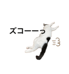 墨吹きねこのしおしお（個別スタンプ：10）