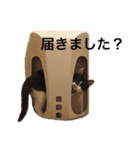 墨吹きねこのしおしお（個別スタンプ：11）