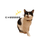墨吹きねこのしおしお（個別スタンプ：12）