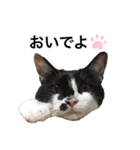 墨吹きねこのしおしお（個別スタンプ：13）