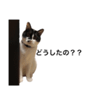 墨吹きねこのしおしお（個別スタンプ：15）