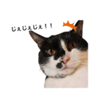 墨吹きねこのしおしお（個別スタンプ：16）