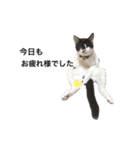 墨吹きねこのしおしお（個別スタンプ：17）