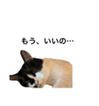 墨吹きねこのしおしお（個別スタンプ：18）