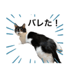 墨吹きねこのしおしお（個別スタンプ：19）