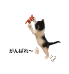 墨吹きねこのしおしお（個別スタンプ：21）