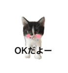 墨吹きねこのしおしお（個別スタンプ：23）