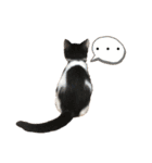 墨吹きねこのしおしお（個別スタンプ：24）