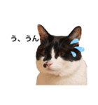 墨吹きねこのしおしお（個別スタンプ：28）