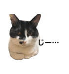 墨吹きねこのしおしお（個別スタンプ：37）