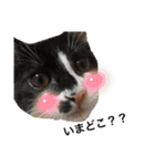 墨吹きねこのしおしお（個別スタンプ：40）