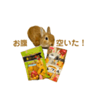 ネザーランドドワーフおこげ（個別スタンプ：5）