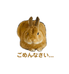 ネザーランドドワーフおこげ（個別スタンプ：6）