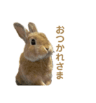 ネザーランドドワーフおこげ（個別スタンプ：10）