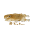 ネザーランドドワーフおこげ（個別スタンプ：13）
