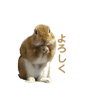 ネザーランドドワーフおこげ（個別スタンプ：17）
