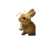 ネザーランドドワーフおこげ（個別スタンプ：21）