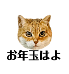 今年は猫年（個別スタンプ：15）
