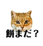 今年は猫年（個別スタンプ：16）