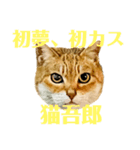 今年は猫年（個別スタンプ：19）