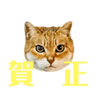 今年は猫年（個別スタンプ：23）