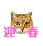 今年は猫年（個別スタンプ：24）