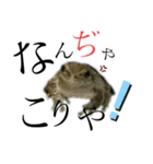 ボク、ケロたん♡（個別スタンプ：6）