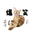 テオテスカトル②（個別スタンプ：8）