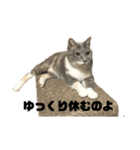 ミケとらお嬢猫さわさん（個別スタンプ：1）