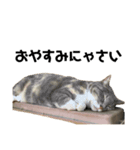 ミケとらお嬢猫さわさん（個別スタンプ：4）