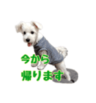 シュナマルのちろ（個別スタンプ：7）