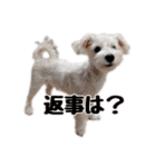 シュナマルのちろ（個別スタンプ：10）