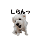 シュナマルのちろ（個別スタンプ：15）