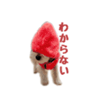 シュナマルのちろ（個別スタンプ：16）