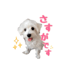 シュナマルのちろ（個別スタンプ：19）