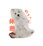 シュナマルのちろ（個別スタンプ：24）