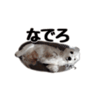 シュナマルのちろ（個別スタンプ：37）