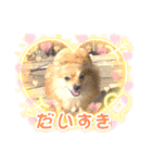 ポメラニアンのツン（個別スタンプ：1）