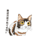猫を無理に押し込まないでください New（個別スタンプ：11）