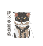 猫を無理に押し込まないでください New（個別スタンプ：15）