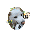 白柴 こむぎ 日常スタンプ（個別スタンプ：7）