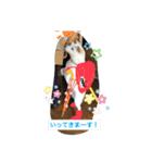 白柴 こむぎ 日常スタンプ（個別スタンプ：11）