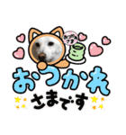 白柴 こむぎ 日常スタンプ（個別スタンプ：17）