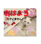 白柴 こむぎ 日常スタンプ（個別スタンプ：25）