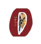 白柴 こむぎ 日常スタンプ（個別スタンプ：28）
