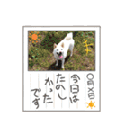 白柴 こむぎ 日常スタンプ（個別スタンプ：30）