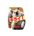 白柴 こむぎ 日常スタンプ（個別スタンプ：32）