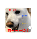 白柴 こむぎ 日常スタンプ（個別スタンプ：34）