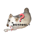 白柴 こむぎ 日常スタンプ（個別スタンプ：35）